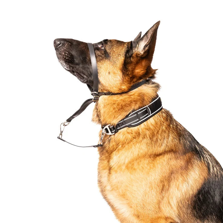 Activedog - Waterproof Positive Leader Headcollar - Pets Wonderland