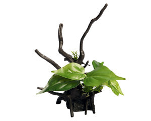 Aqua One - Ecoscape Devils Ivy Driftwood Green - Pets Wonderland