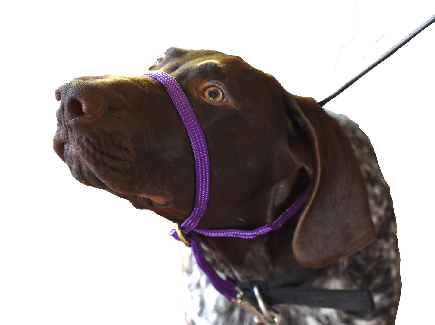 K9 Dog Bridle - Pets Wonderland