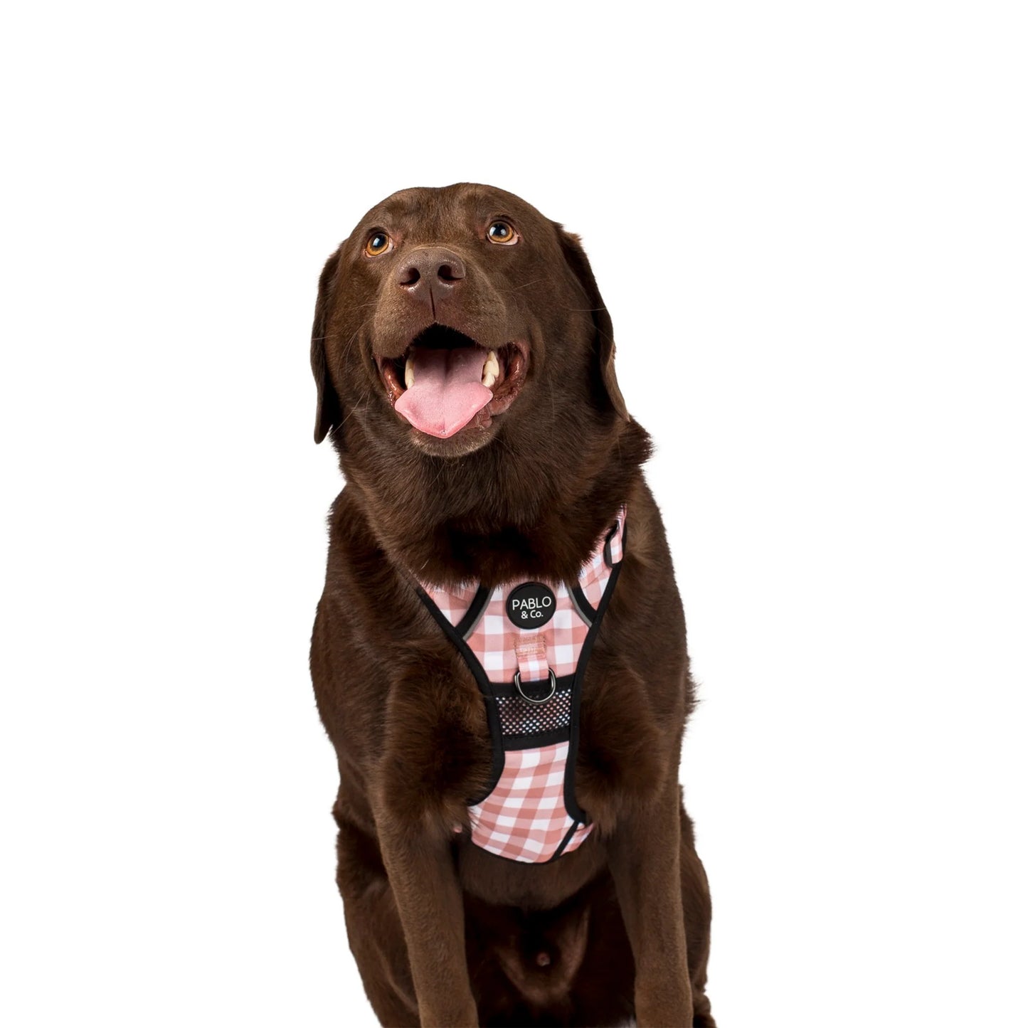 Pablo & Co. - Adventure Harness "Chocolate Gingham" - Pets Wonderland