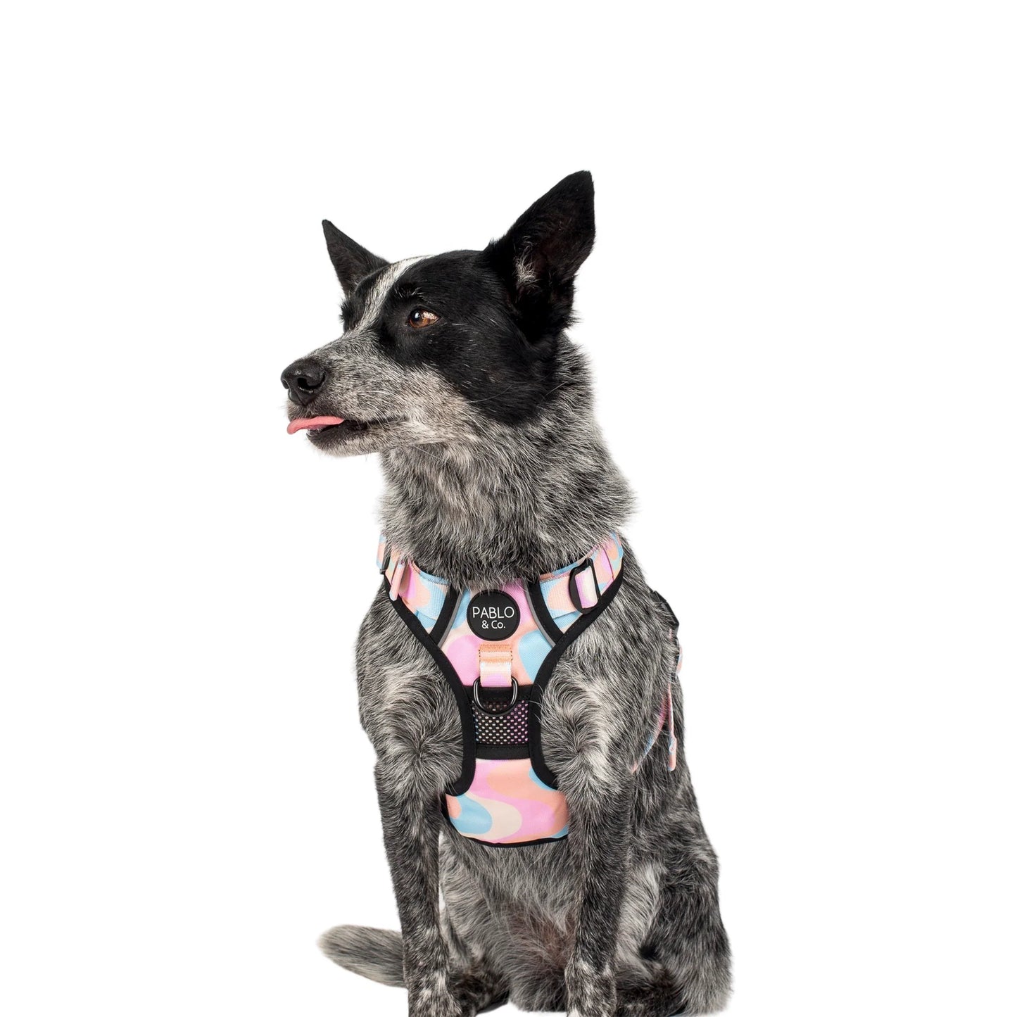 Pablo & Co. - Adventure Harness "Wavy" - Pets Wonderland