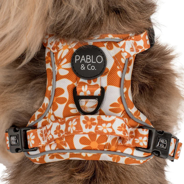 Pablo & Co - Adventure Harness "Retro Dazie" - Pets Wonderland