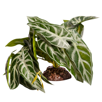 Reptile One - Alocasia Green With Ceramic Base - Pets Wonderland