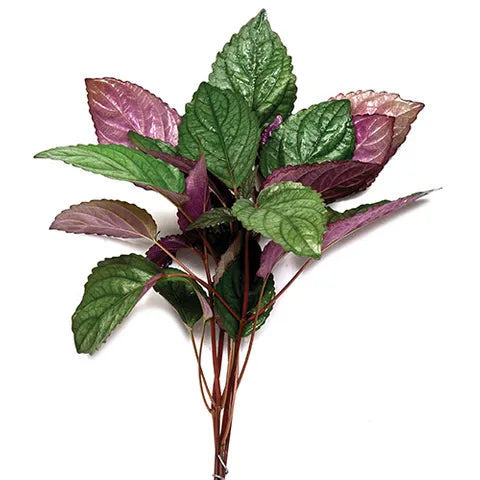 Live Plant - Pets Wonderland