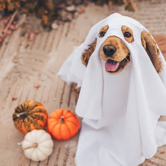 Halloween Treat Bag