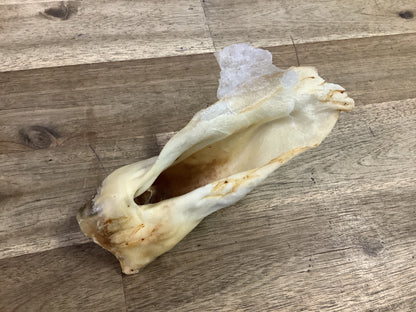 Dog Treat (Individual) - Pets Wonderland