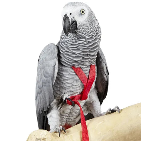 Adventure Harness - Bird Harness Medium Black - Pets Wonderland