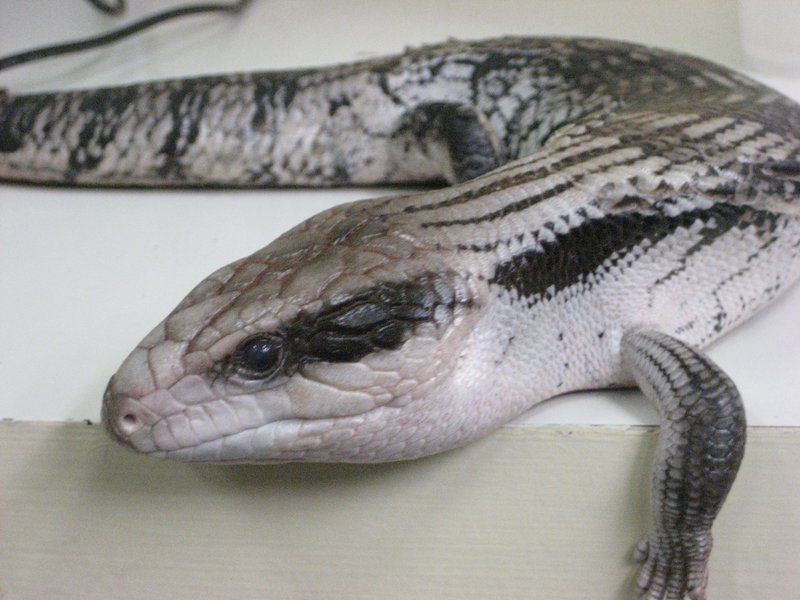 Live - Eastern Blue Tounge Lizard