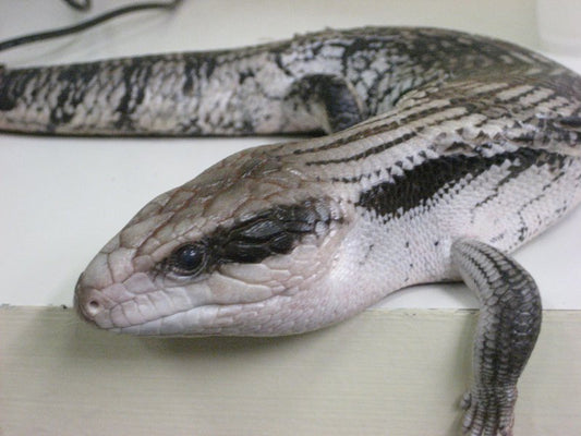 Live - Eastern Blue Tounge Lizard