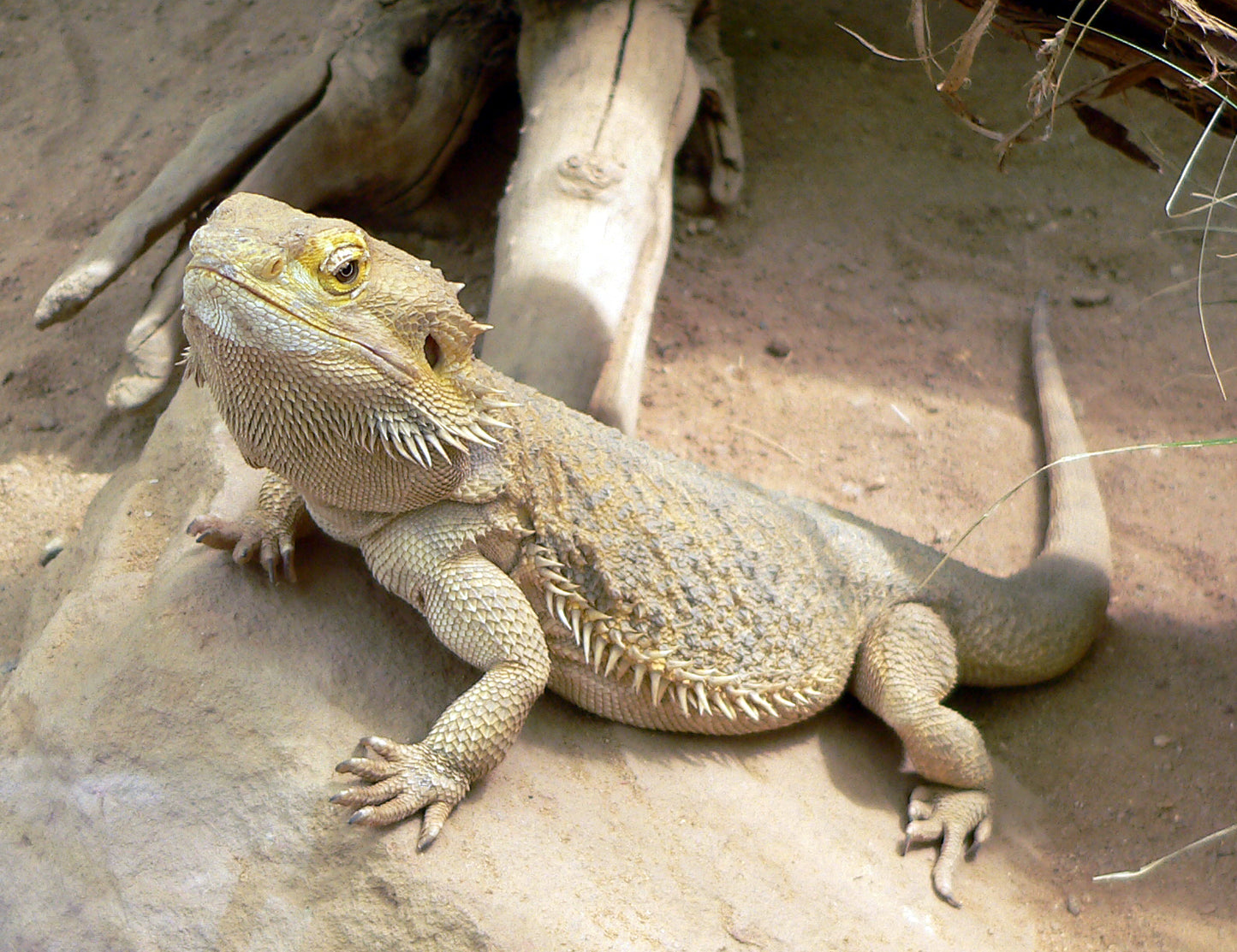 Live Reptile - Central Bearded Dragon