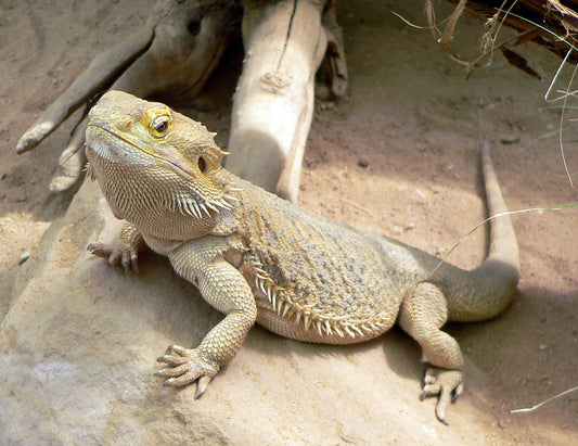 Live Reptile - Central Bearded Dragon