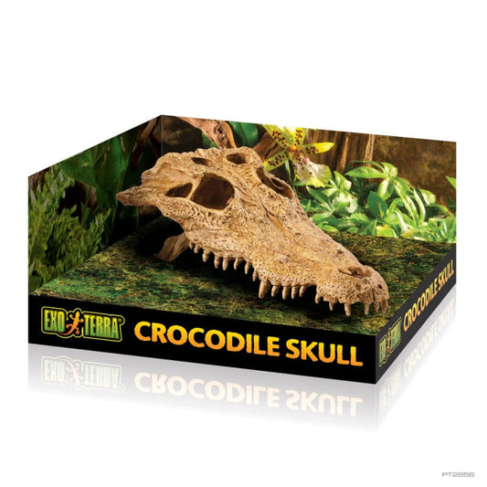 Exo Terra - Crocodile Skull - Pets Wonderland