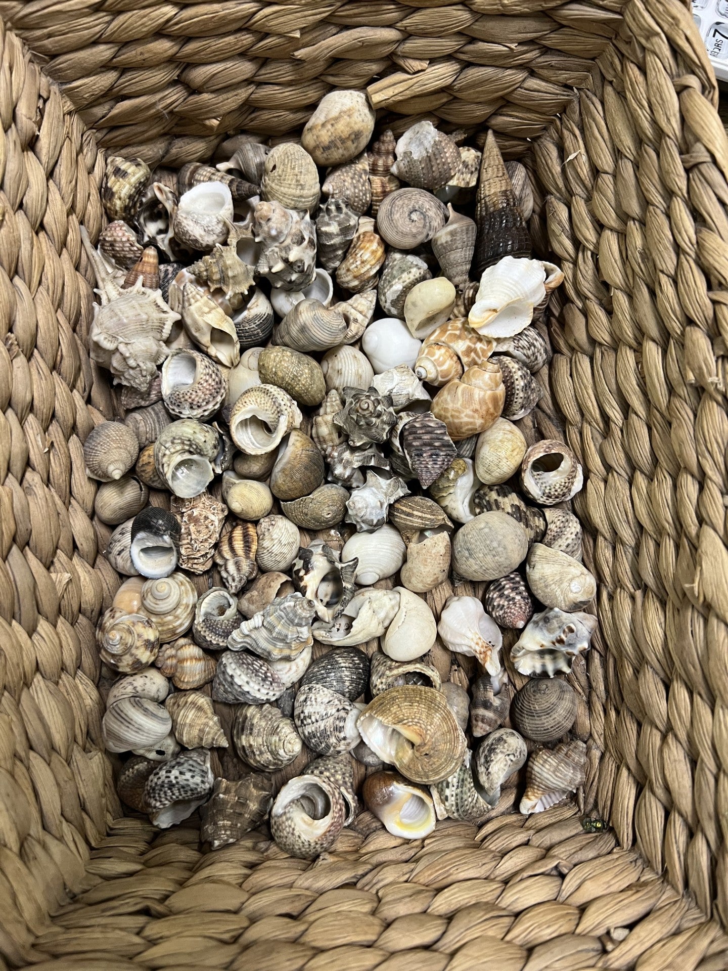 Hermit Crab Small Shells 2cm | Pets Wonderland