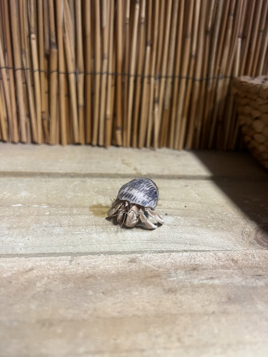 Live Hermit Crab Large - Pets Wonderland