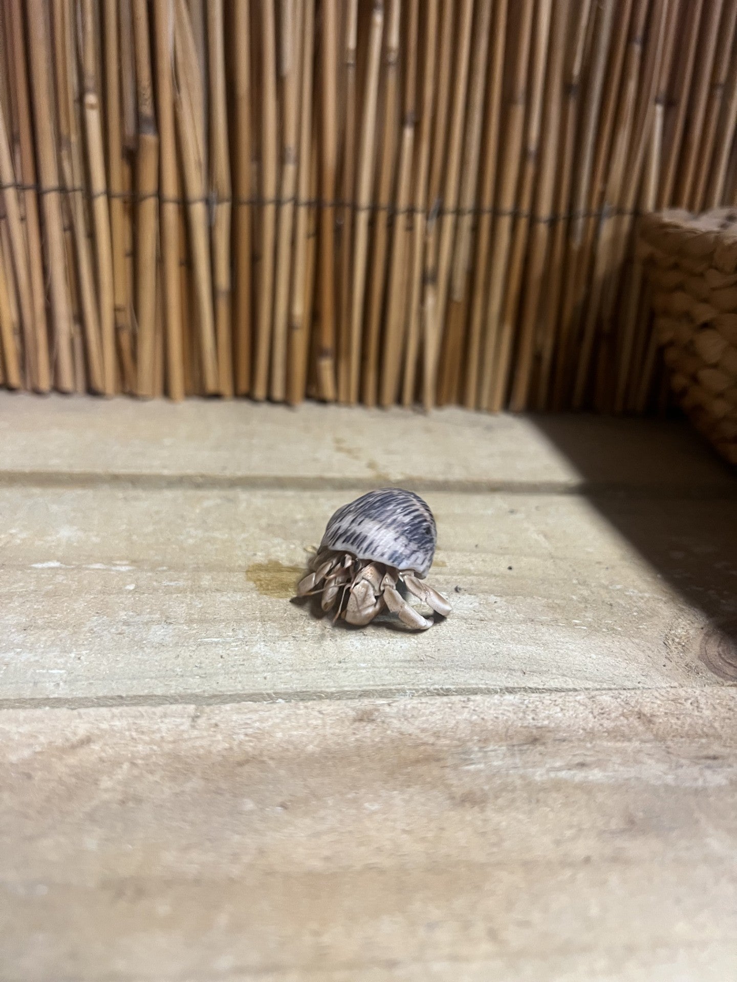 Live Hermit Crab Small - Pets Wonderland