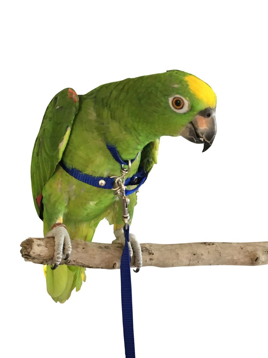 Mcdonald - Bird Harness & Lead