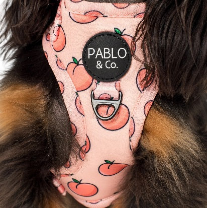 Pablo & Co. - Harness "Peaches & Cream"