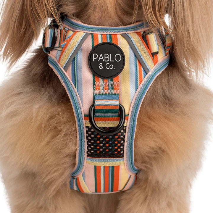 Pablo & Co - Adventure Harness "The Cabana"