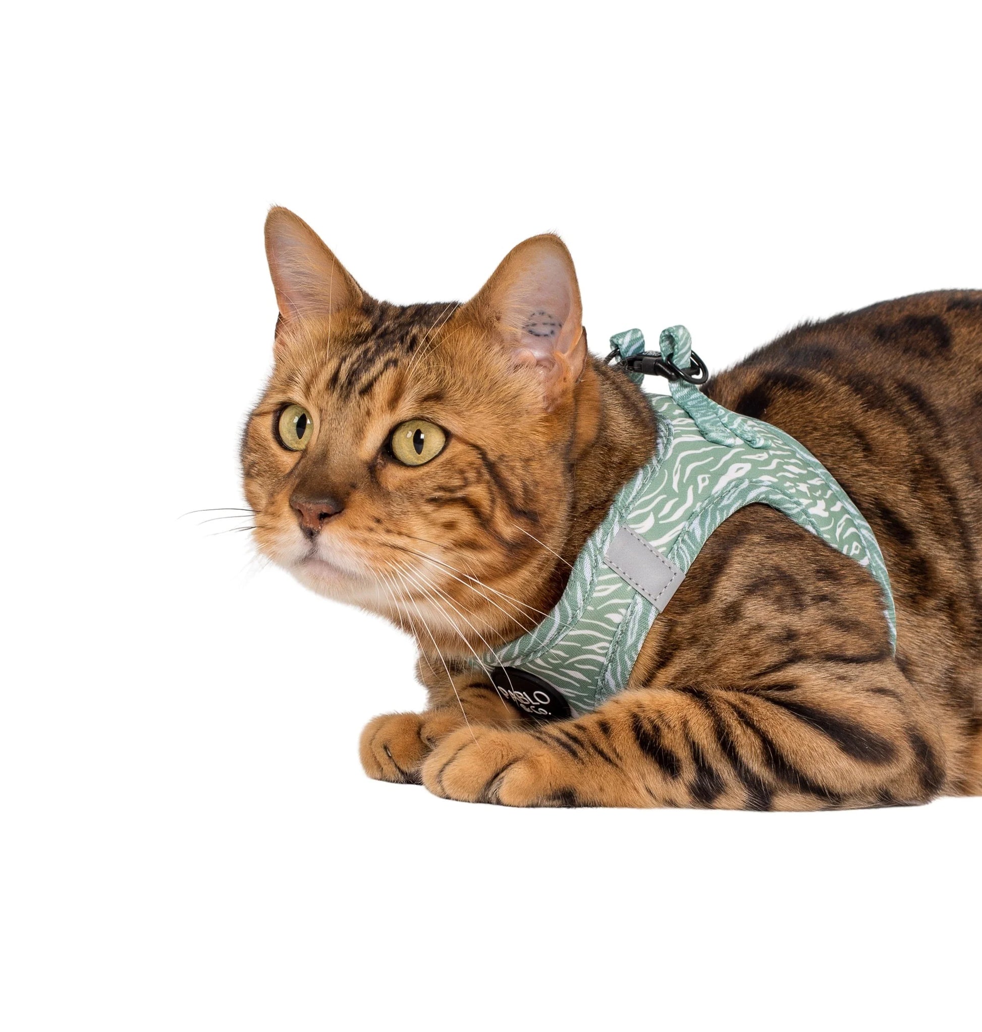 Pablo & Co. - Cat Harness - Pets Wonderland