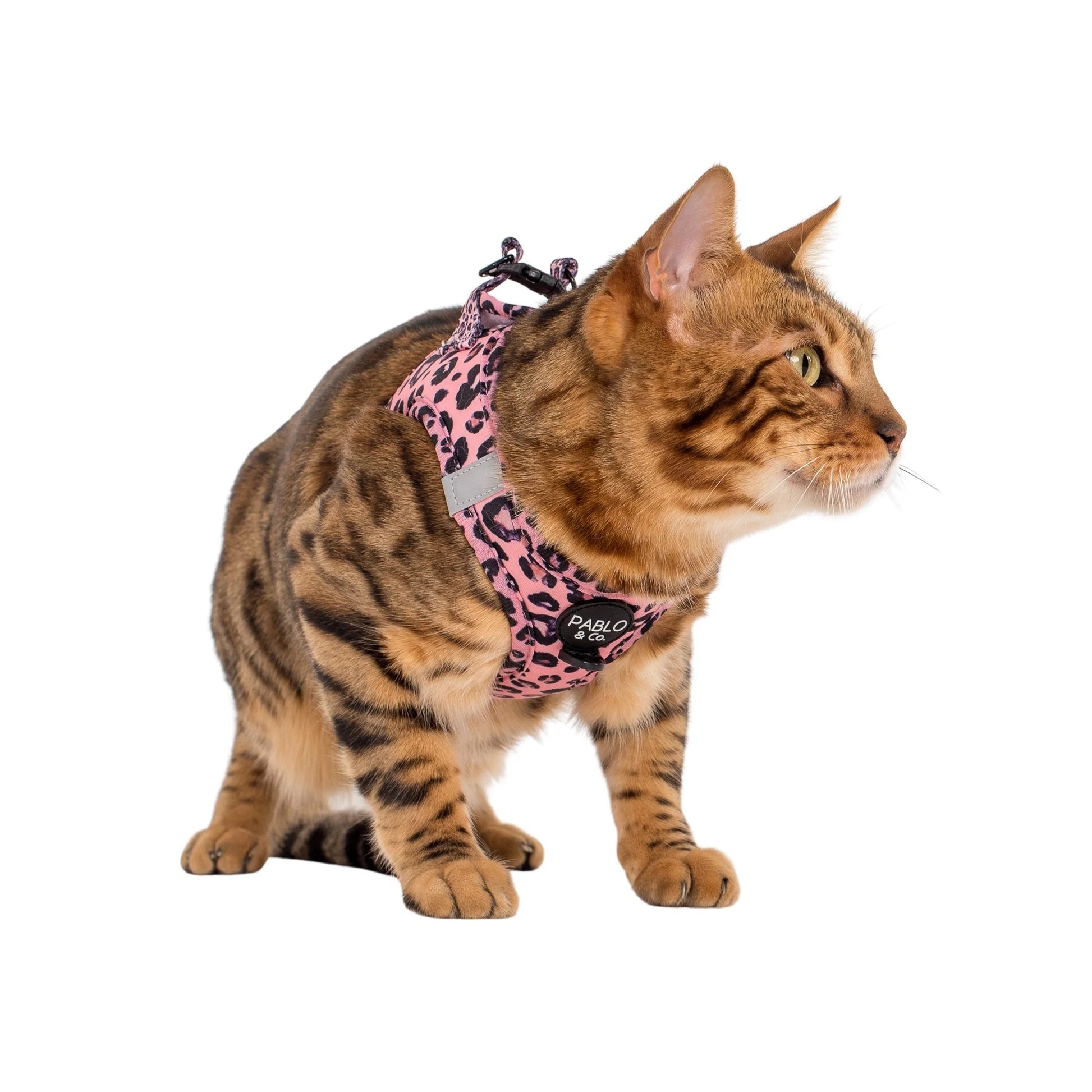 Pablo & Co. - Cat Harness - Pets Wonderland