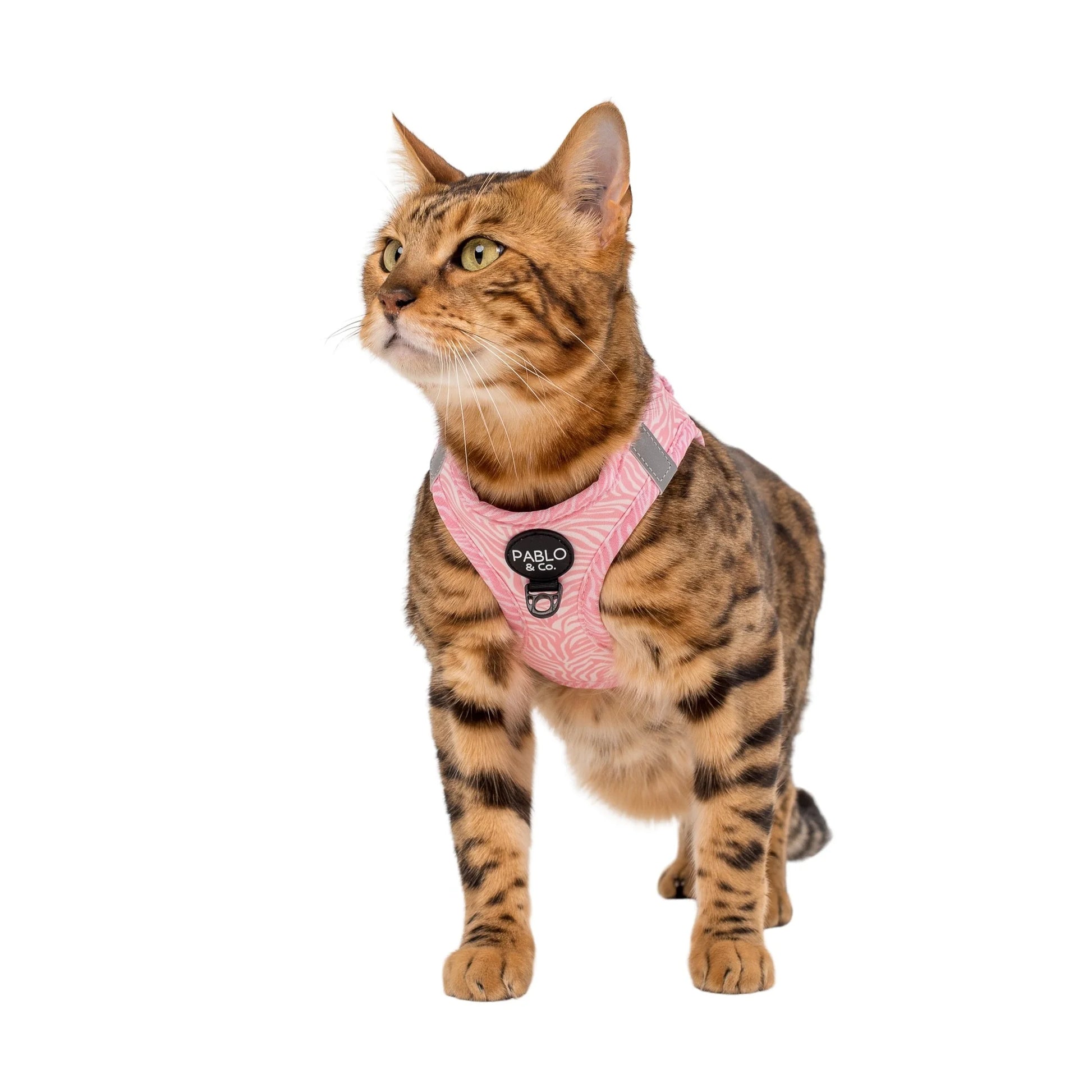 Pablo & Co. - Cat Harness - Pets Wonderland