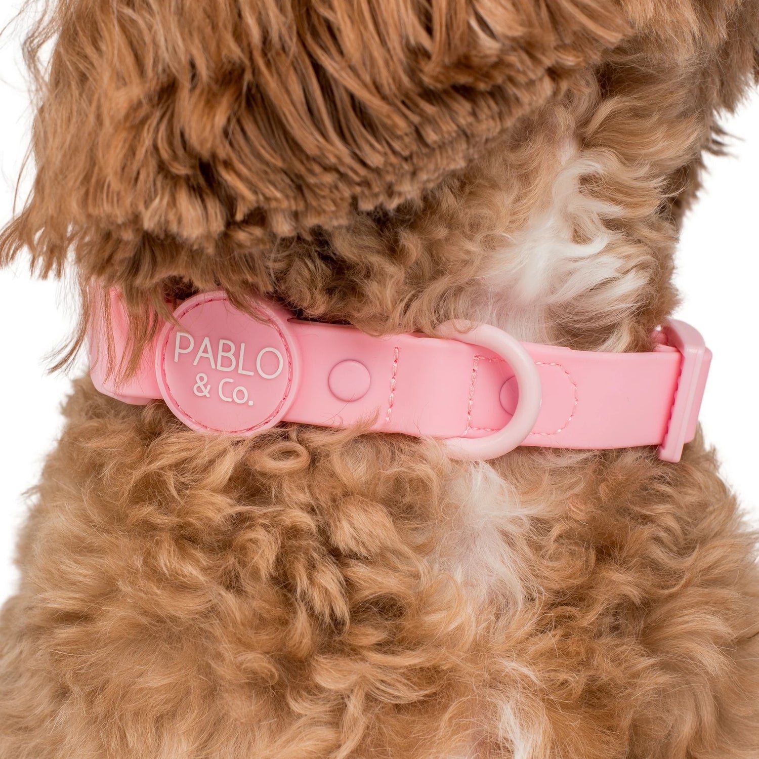 Pablo & Co. - Collar Waterproof (Clip Style) - Pets Wonderland