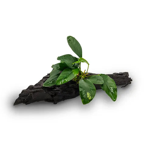Pisces - Driftwood Mini - Pets Wonderland