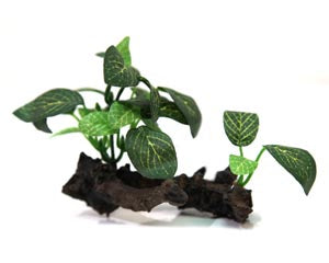 Reptile One - Hermit Crab Plant On Wood