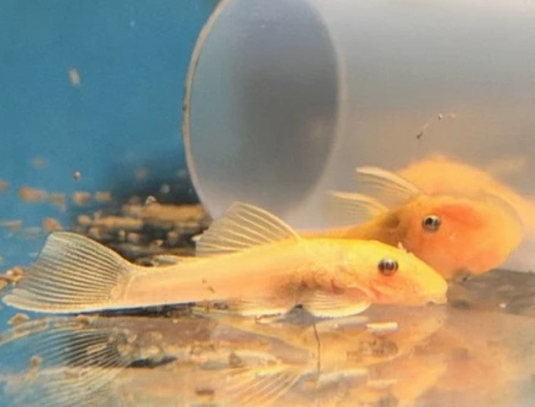 Live Fish - Albino Bristlenose 4cm
