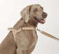 The Beach Pets - Waterproof No-Pull Harness