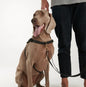 The Beach Pets - Waterproof No-Pull Harness