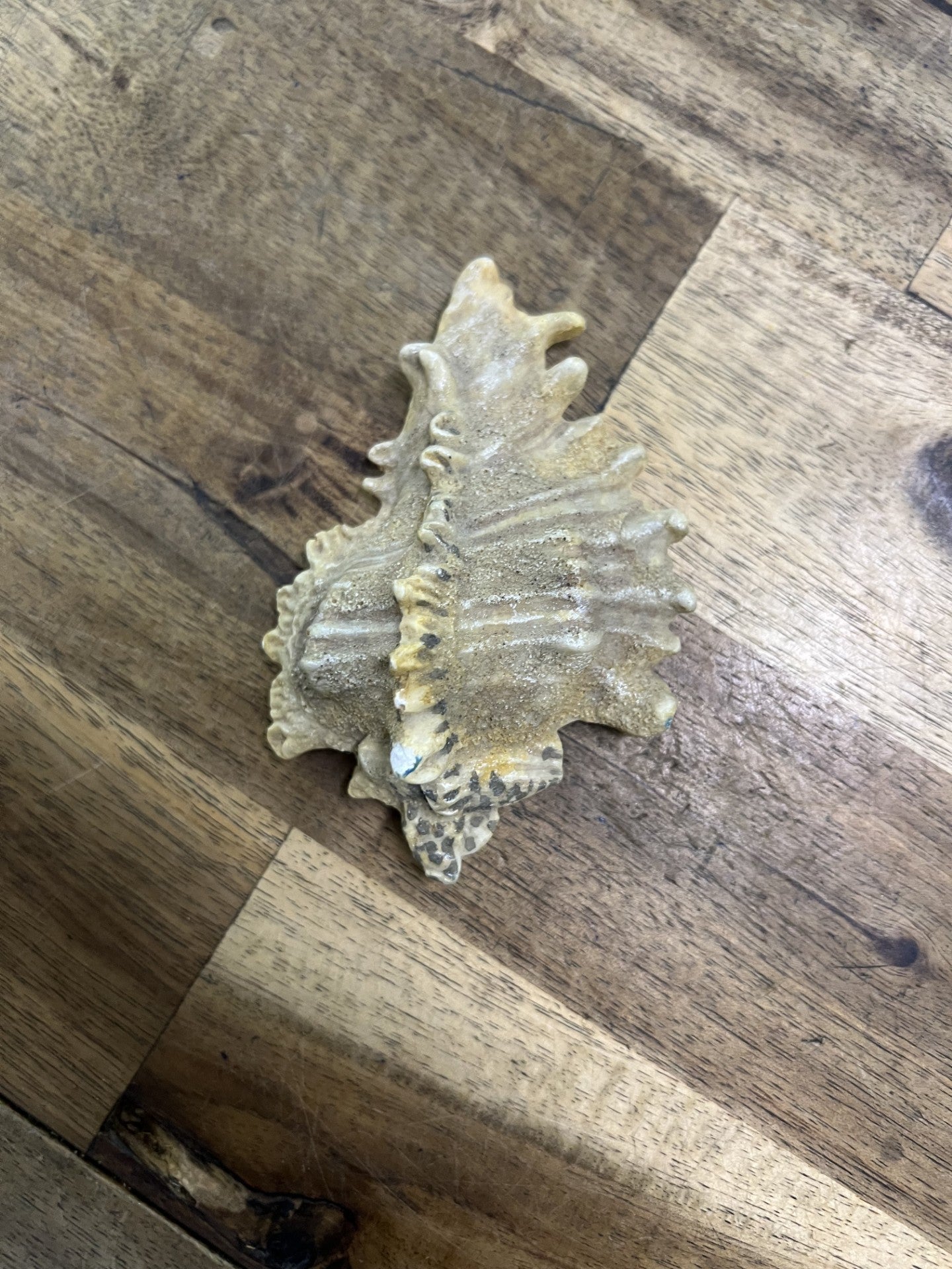 Aquatic Ornament - Sea Shell Replica