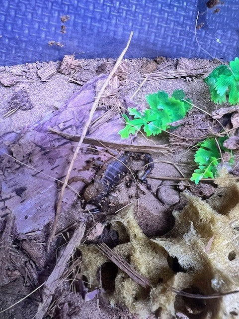 Live Desert Scorpion (with enclosure) - Pets Wonderland