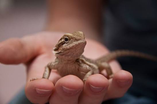 Live Reptile - Pygmy Bearded Dragon