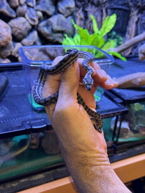 Live Reptile - Murray Darling Python - Pets Wonderland