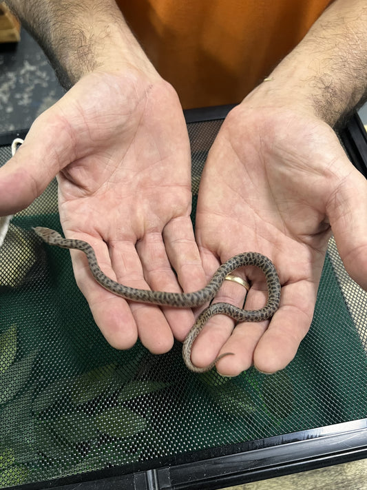 Live Reptile - Childrens Python - Pets Wonderland