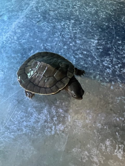 Live Reptile - Short Neck (Murray River) Turtle - Pets Wonderland