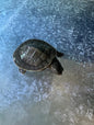 Live Reptile - Short Neck (Murray River) Turtle