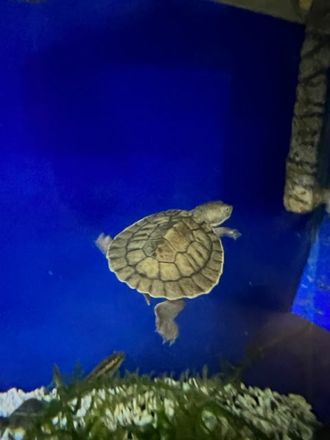 Live Reptile - Sawshell Turtle - Pets Wonderland
